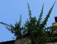 青岛，老房子的记忆经典读后感有感