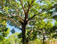 青青河边草读后感锦集