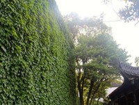 爬山虎又长高了