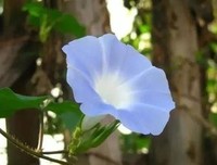 夕颜的名言