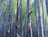 最全的《生命如打是，静默流淌》经典语录