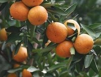 最新的《今生.如十生就着不年大.见你》语录摘抄