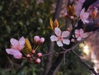面包树出走了读后感精选