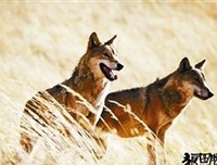 《法语(1)》读后感精选