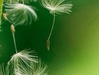 关于奈并在情深(1)的优美句子