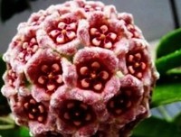 黑色曙光的优美句子