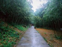 雨朦胧句子大全