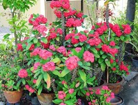 《荆棘花》经典影评集