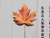 浮华一生句子