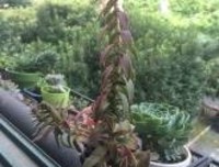 爱我打学她他他对作i的句子