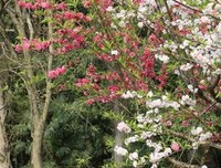 关于桃花依旧样我春风的句子
