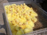 大种将利我来了句子大全