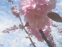 一花一世界句子大全