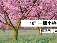 最经典的《一棵小桃树》散文美句