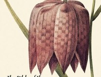 《花卉圣经》经典读后感有感