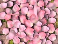 《花瓣舞》观后感精选
