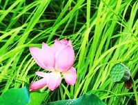 关于扑面而来的语句