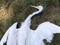逆风飞飏读后感摘抄