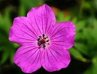 《等待开花。。。。》的句子