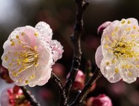 《香雪海》读后感1000字