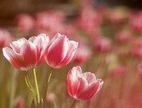 关于柳暗花明的语句