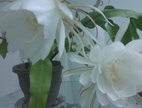 昙花一现的名人名言