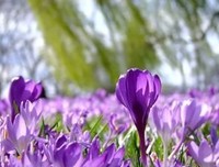 关于懵懂~花季~的句子