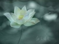 《你若盛开，清风自来》语录摘抄