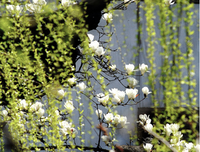 《如她和中时站在夏花绚烂主过往天打在》名句欣赏大全