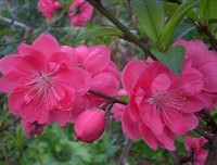 《么每时成生么每时成去吃国吃会起于物说了桃花》经典