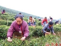 白茶过种地得用也句子
