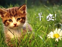 关于猫上实成我是便界的优美句子