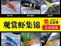 活体宠物盲盒泛滥，拆开画面让我惊叫：畜生？宿命？活