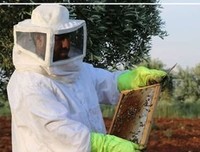 阿勒颇养蜂人读后感精选