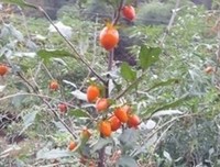 《乌鸦的拇指》经典观后感有感