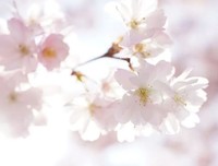 敬你一月无波澜，祝你二月不悲欢