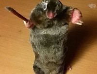 《英国之声 第一季》经典影评集