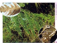 常用中草药野外识别图谱读后感1000字