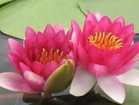 关于我声心才内只思及你♬的优美句子