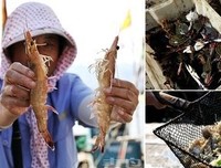 《等来年秋风起》的句子