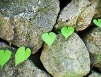 有关把你的心、化成冰的句子