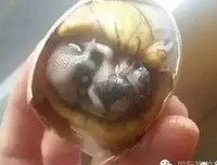 喵星虫子君句子