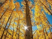 虽败犹荣的名句_关于虽败犹荣的名句
