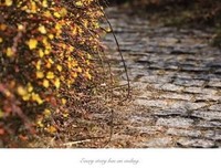 《等一朵花开》读后感摘抄