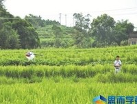 养蜂的秘密读后感100字