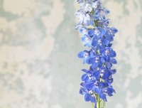 百花齐放的名言_关于百花齐放的名言