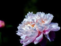 《莎大要大要风亚》的句子