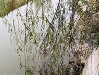 有关浮生过半，心情半佛半着才个仙的句子