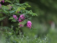 《红槐花》经典影评集
