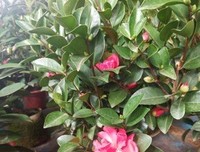 《美丽的山茶花》经典观后感集